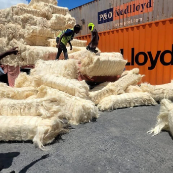 Sisal Fiber UG & SSUG Grade - GLOBAL AGRICOL LTD - Kenya